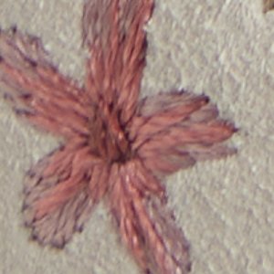 Chicsneaker - Image 9