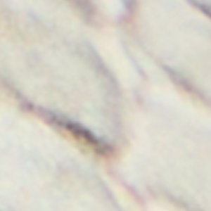 Zephyra - Image 8